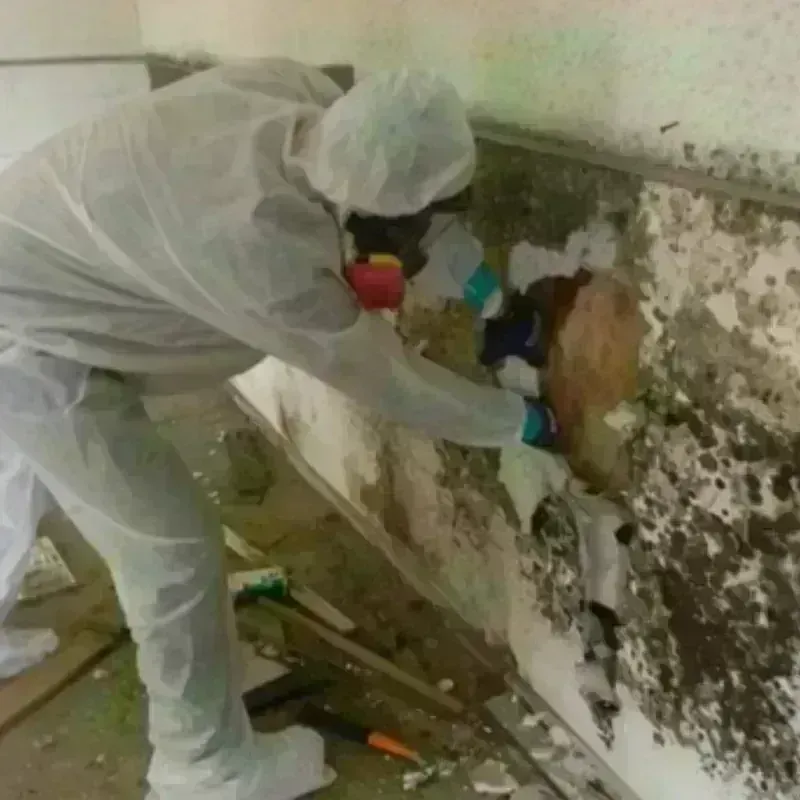 Mold Remediation and Removal in Muskegon, MI